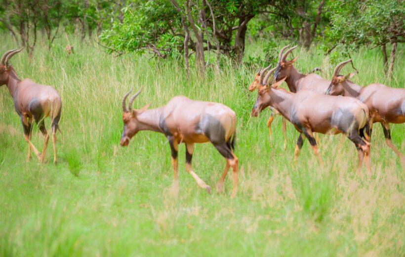 5-Day Journey through Akagera, Volcanoes, and Rubavu