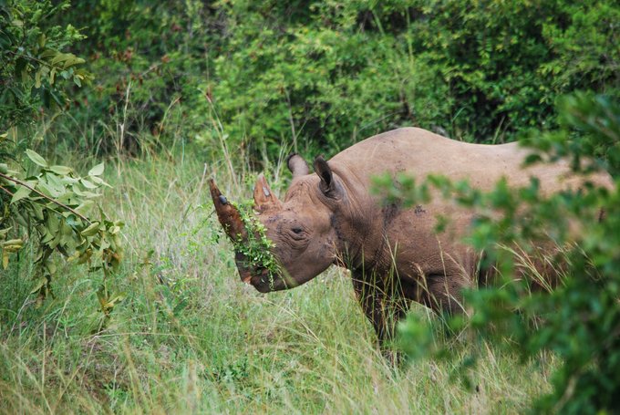 A Spectacular Day Trip in Rwanda's Wildlife Haven- Akagera National Park