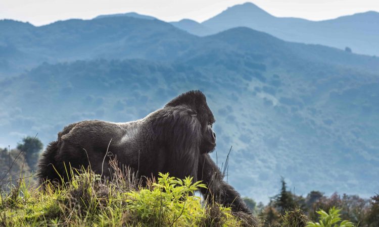 7 Day Akagera, Volcanoes, Rubavu-Done