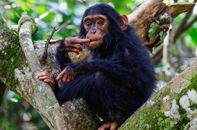 5 Days Uganda Chimps and Wildlife