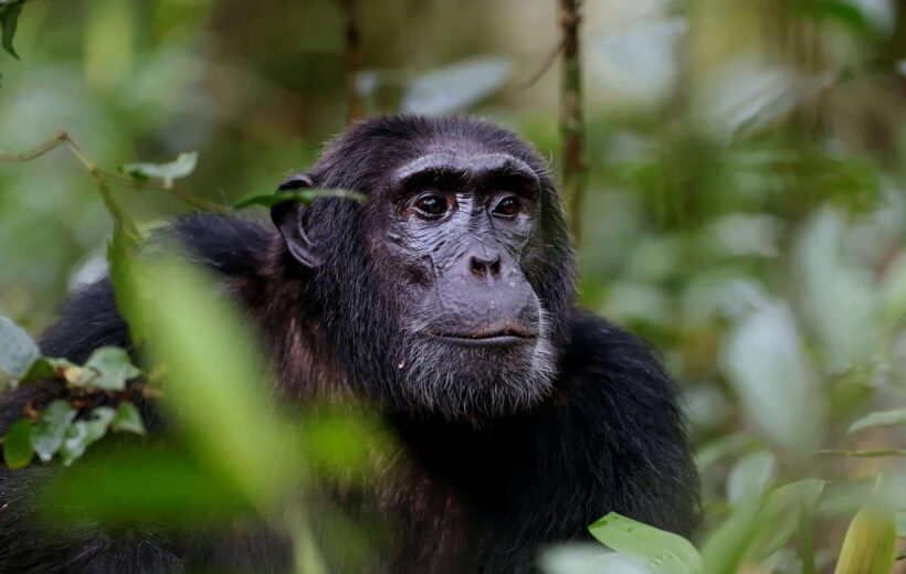 3-Day Gorilla Trekking Adventure in Volcanoes National Park