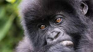 2-Day Gorilla Trekking in Volcanoes National Park