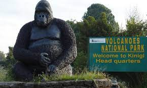 Gorilla Trekking in Volcanoes National Park and Serene Retreat in Rubavu