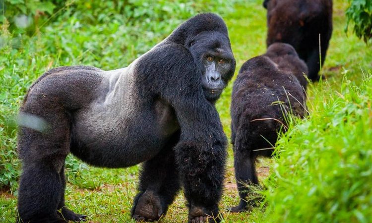 2-Day Gorilla Trekking in Volcanoes National Park