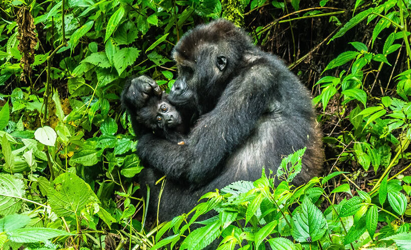 5 Days Uganda Gorilla Trekking and Lake Mutanda