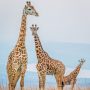 giraffes